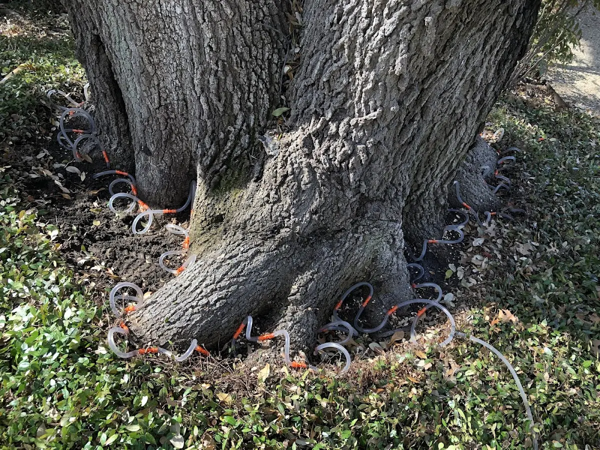 Detailed Tree Cabling and Bracing job site in Bedford Hills